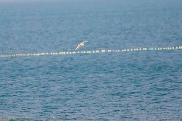 河北南皮：数千候鸟“做客”大浪淀水库