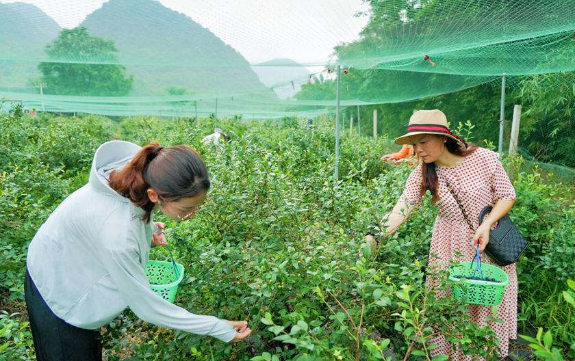 广西钟山：蓝莓飘香迎客来