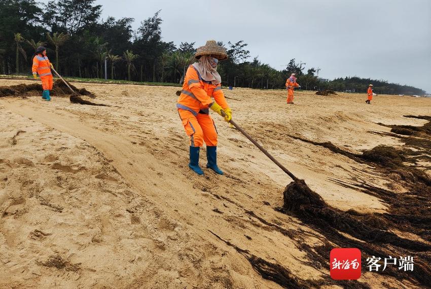 海口五源河湿地环卫工人清理海草