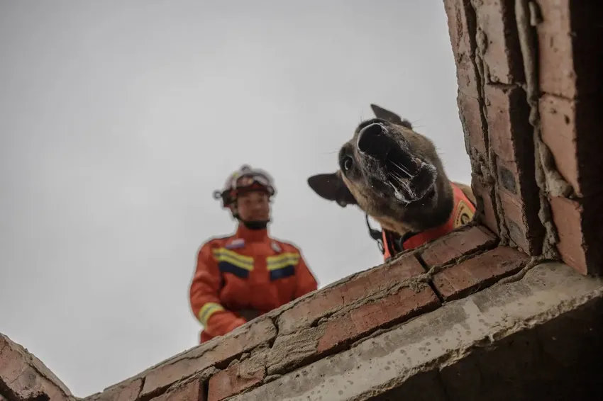 当狗狗成为搜救犬