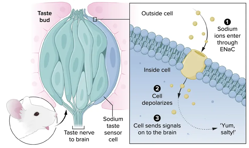 人有几种味觉？大脑如何知道咸不咸？