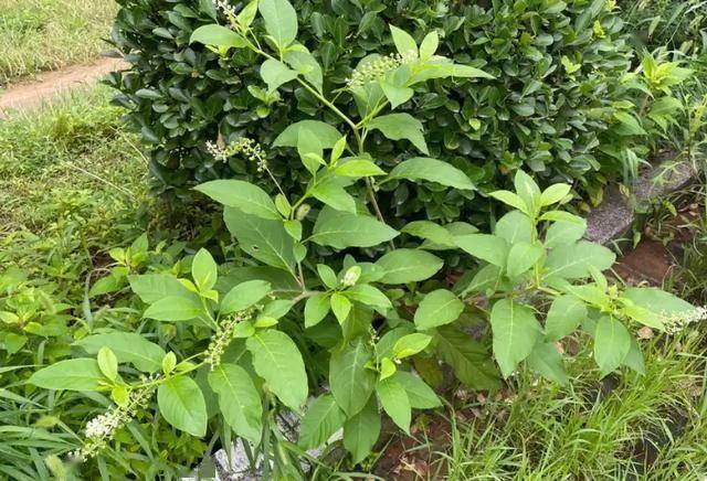 常见 6 种入侵植物，专和本土植物 “撞脸”，你分得清吗？（一）