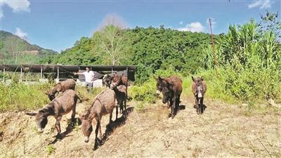 发展毛驴养殖带动集体和村民双增收