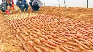 红薯育苗 助增收