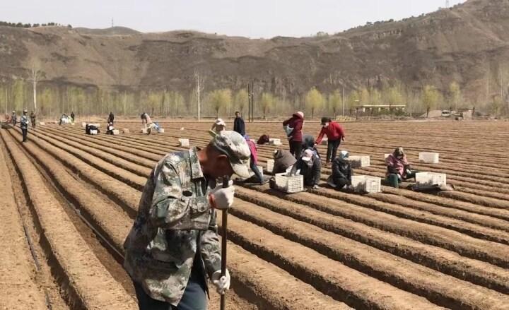 青龙黄土坡村：种出幸福“姜”来