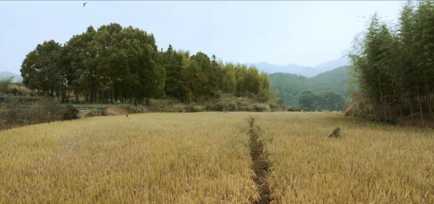 田曦薇生日双喜临门，《田耕纪》首播好评一片