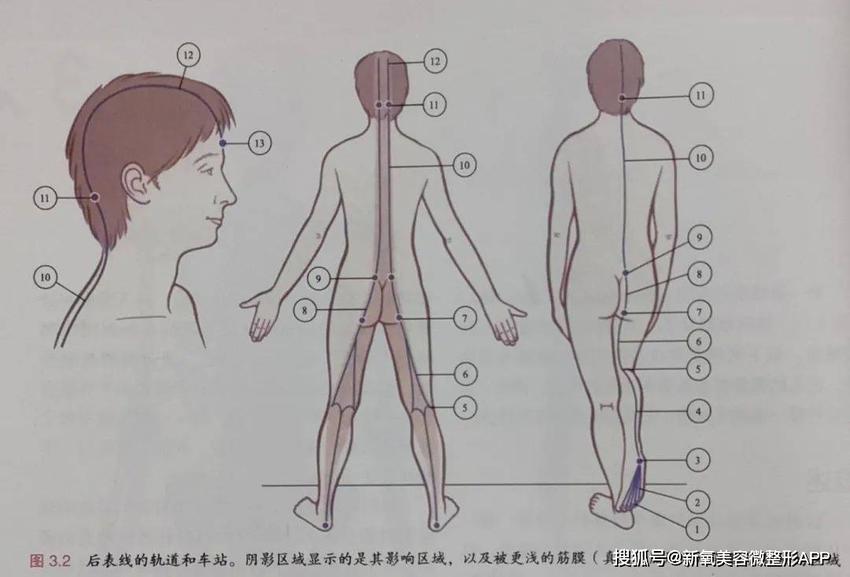 脸下垂是因为背太肥？五点起床的张柏芝给了答案？