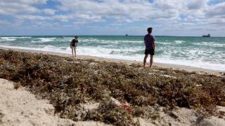 美媒：威胁美国海岸的马尾藻数量近期出现减少