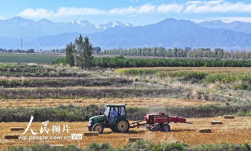 甘肃民乐：麦草打捆 秸秆再“生”