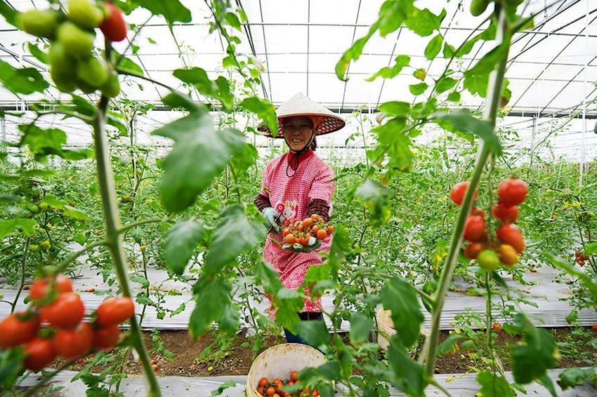 江西定南：圣女果喜丰收