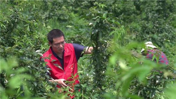 供销两旺 忠县5万余亩青花椒成熟上市