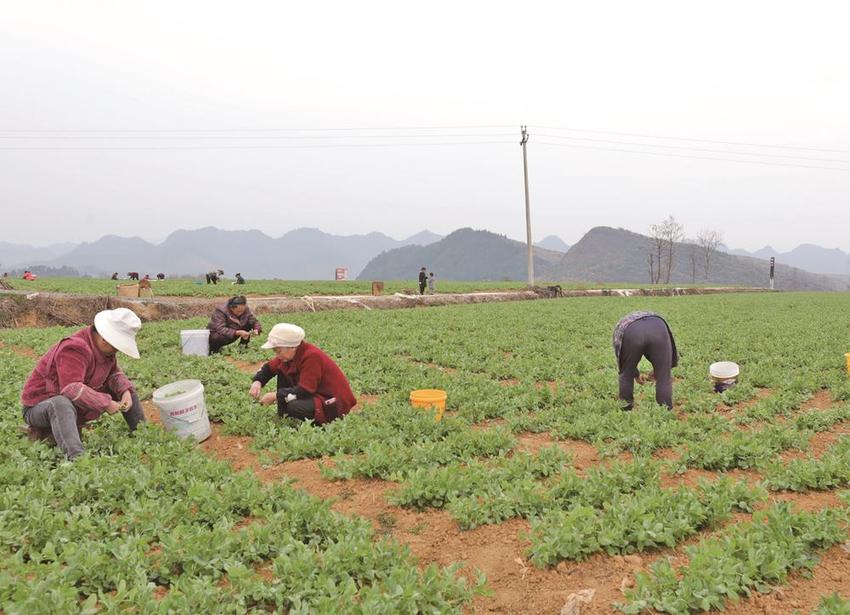 德江豌豆尖畅销深圳大湾区