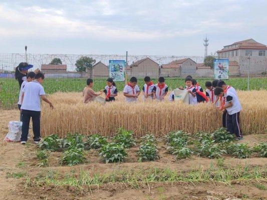 风吹麦田千层浪 麦穗飘香学子忙——济南市莱芜区苗山镇中心小学开展“风吹麦浪收麦忙”主题劳动实践活动