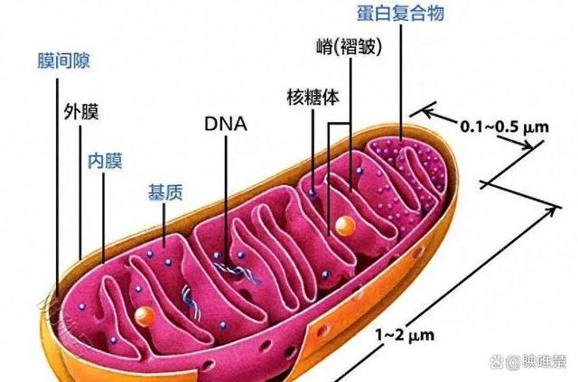 若地球大气的氧气含量突然翻倍，100年后，地球会变成什么样？