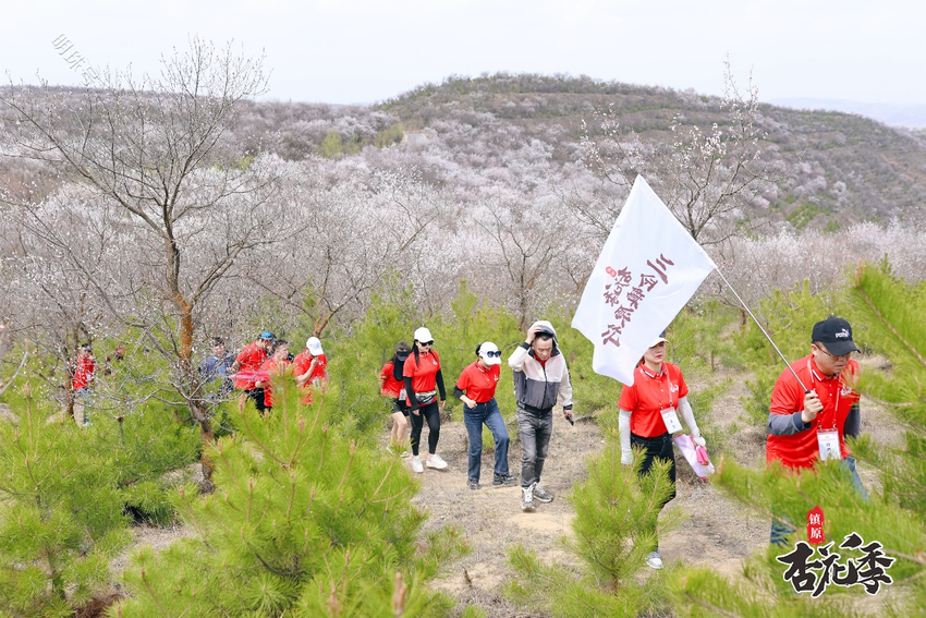 镇原县：杏花千里引客来，乡贤牵线助振兴