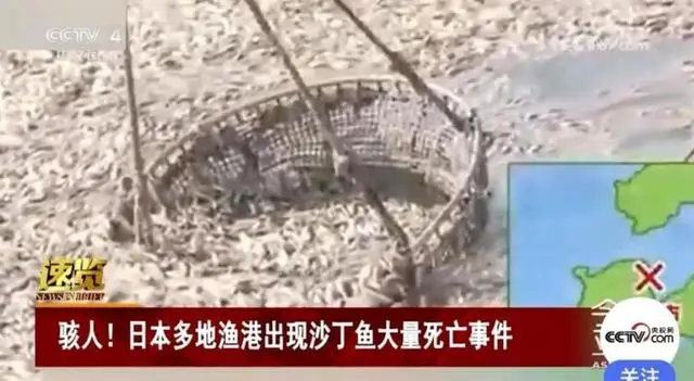 日本海岸大量沙丁鱼尸体蔓延上百米，目前原因不明