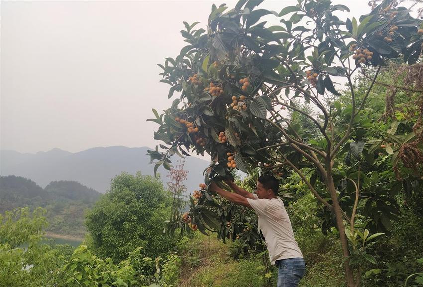 湖北阳新80后青年连续12年开垦，昔日荒山如今变成“花果山”