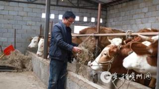 威宁：依托省级优势特色产业集群项目 让牛产业更“牛”