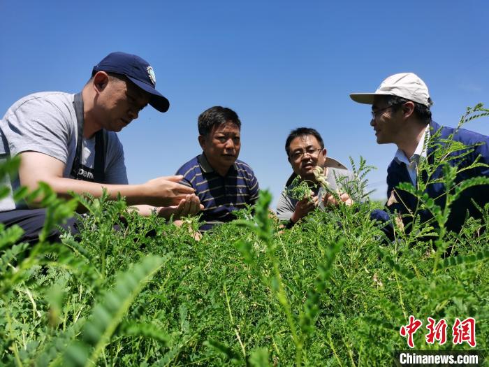 青海发现野生药用植物1636种 大部分实现种质库保存