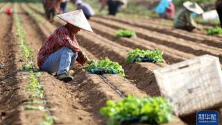 山东临沂农民抢抓农时种大白菜田间一派繁忙景象