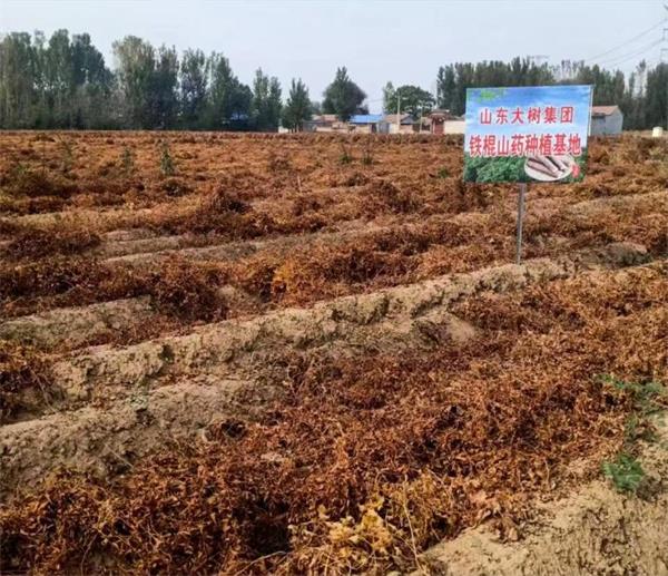 大树集团：没有“利益法则” 只有食品的健康快乐原则