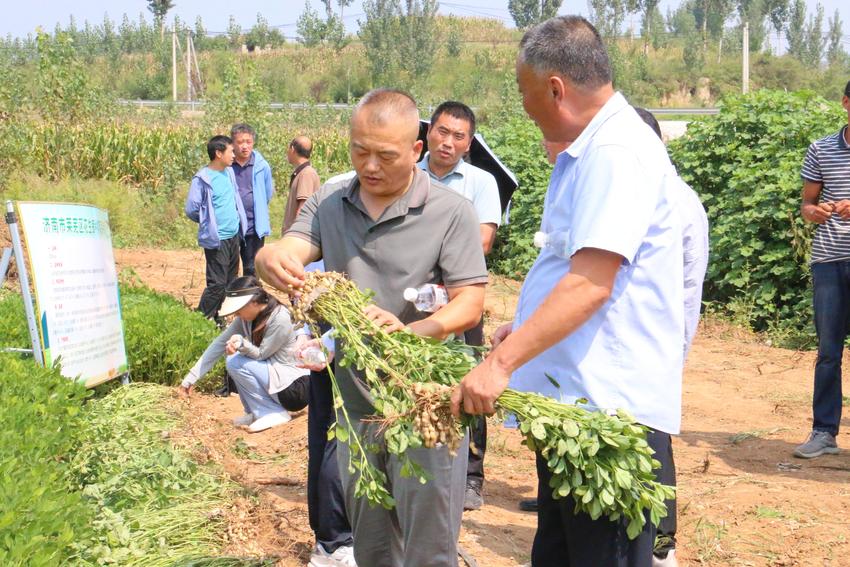 莱芜区农业农村局召开花生良种收获机艺融合现场观摩培训会