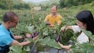 西樵大洲携手 浇灌乡村振兴“幸福花”