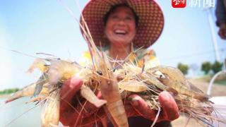 “高邮大虾”在扬州落户高邮