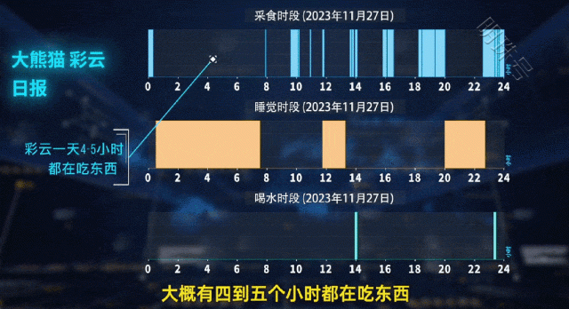 AI养大熊猫？广东“00后”大学生开发“熊脸识别”