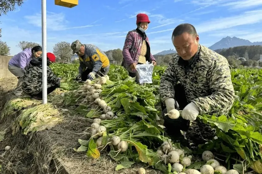 研发“田野如歌”劳动教育课程，城乡一体打破围墙联手实践育人新模式