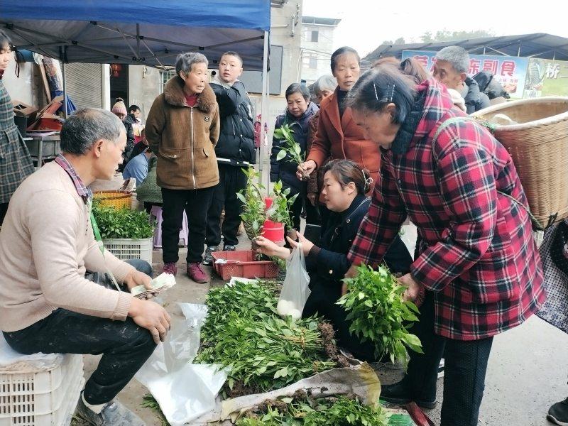 泸州纳溪区：春耕生产掀热潮 筑牢粮食安全网