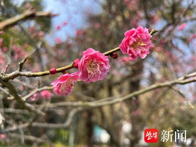 南京中山陵梅花盛放，游客用鼻子贴近梅花