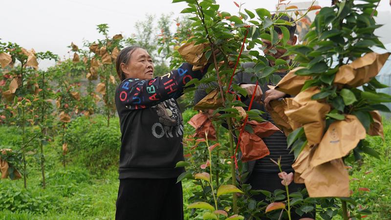 百里杜鹃大水乡箐山村：长寿梨套袋促增收 乡村振兴动力足