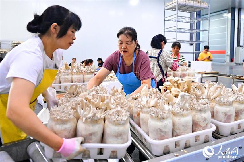 江西安远：食用菌上市供应足