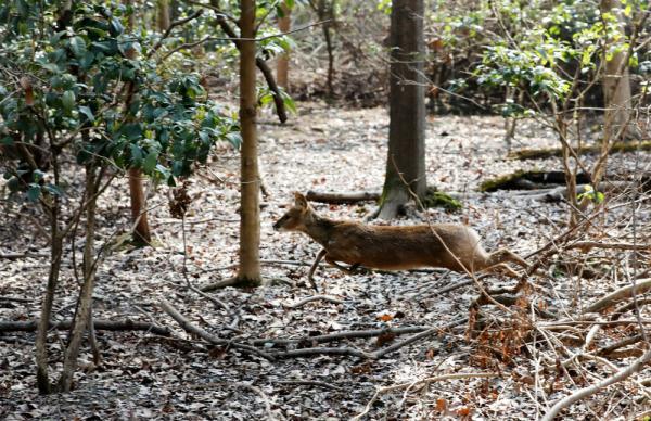 上海建成22个野生动物栖息地提升地区生物多样性