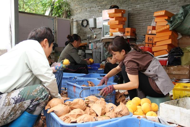 贵阳市花溪区：阿哈金桃成了黄桃“明星”