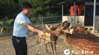 长顺：发展梅花鹿特色养殖 探索农旅融合新模式