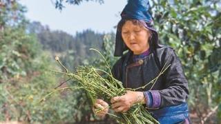 中药为何少有耐药性（新视野）