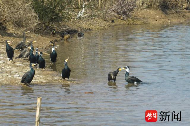 赤山湖湿地公园普通鸬鹚“两鬓斑白”