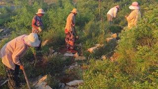 薛城区邹坞镇：雨季造林好时节 荒山添绿掀高潮