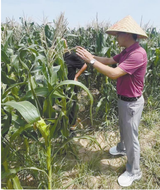 南京六合竹镇镇玉米产业迎来好“钱”景