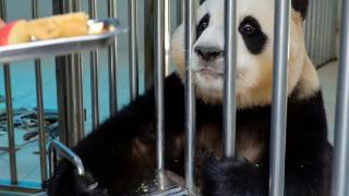 打脸闹事韩星！熊猫福宝断毛风波升级，在韩国饲养期间问题更大