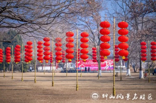 美了！梅花山喜得新花伴新年