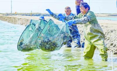 抱卵蟹挂笼为高淳繁育优质蟹苗