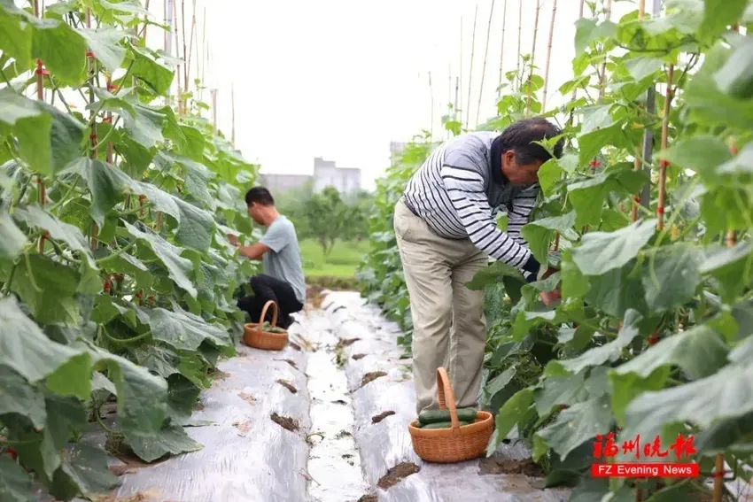 就在福州！英语老师跨界种地！如今……