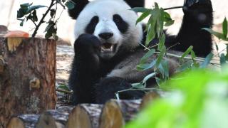 莫斯科动物园宣布开展“最有趣的自制熊猫服饰”线上竞赛