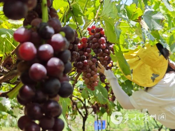 “萄里萄气”！赤水夏日甜蜜等你来！