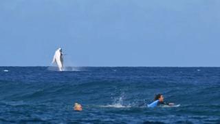 奥运又一神图！鲸鱼跃空而起，抢镜冲浪选手，解说员：10分动作