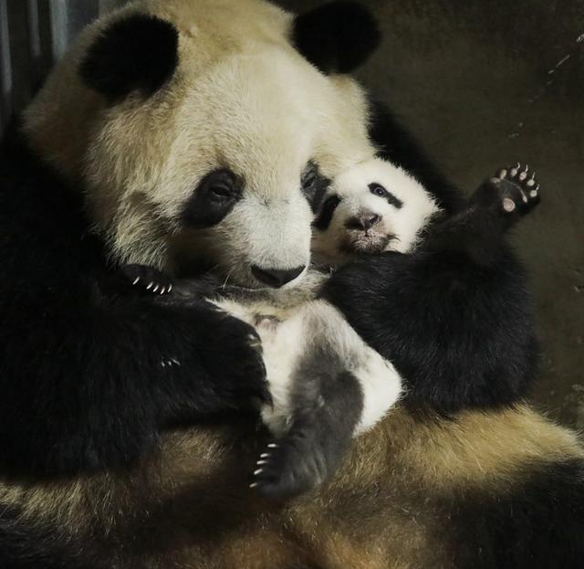 秦岭大熊猫繁育成果丰硕