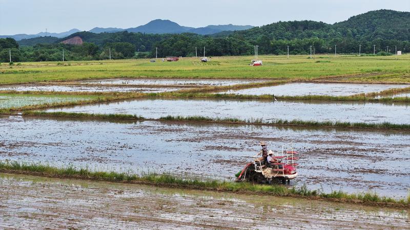 江西东乡：高标准农田“双抢”忙